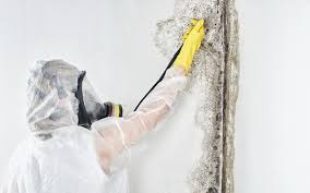 Best Attic Mold Removal  in Fernley, NV